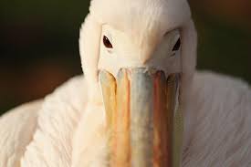 Brown pelicans off endangered species list. 7 Reasons Why You Shouldn T Make Fun Of New Orleans For Choosing The Pelican As Their New Mascot