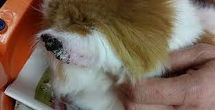 My husband has just been told a spot near his ear lobe is cancerous. Squamous Cell Carcinoma Cats Pdsa
