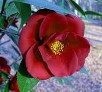 Camellia sinensis is known as the tea plant because it is most often used for making a green tea it is the most delicious but the most popular camellias are the sasanqua, japonica and reticulata. Royal Velvet Camellia Japonica 1 Gallon Shrub Japonica Camellias Spring Blooming Gardener Direct