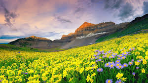 Beautiful Mountain Flowers Scenery Hd Wallpaper2014 Valleys Of Flowers National Park 1366x768 Wallpaper Teahub Io Download flower hd images and wallpapers with names. beautiful mountain flowers scenery hd