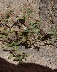 Image result for Gutenbergia polycephala