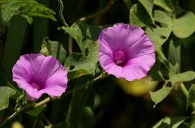 Image result for Ipomoea intrapilosa