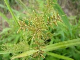 Image result for Pycreus niger