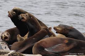 World Ocean Day Photo Contest Ocean Life