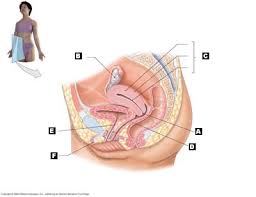 Learn about male reproductive system topic of biology in details explained by subject experts on vedantu.com. Art Labeling Activities