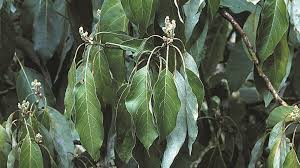 Tips to Save Avocado from Root Rot - California Fresh Fruit Magazine