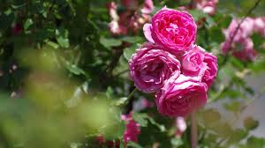 Utiliser Le Bicarbonate De Soude Dans Le Jardin Comme Desherbant Rosier Grimpant Bicarbonate De Soude Traitement Rosier