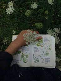 Pin By Nicole Weeks On J O U R N A L Green Aesthetic Plants Are Friends Aesthetic
