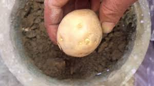 By washing a potato, you will shorten its lifespan or storage life. How To Grow Potatoes à¤†à¤² At Home In Hindi Youtube