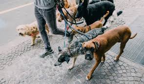 We have a limited number of trainers available for the board and train programs. Dog Board Train Programs Dog Boot Camp Koru K9 Dog Training