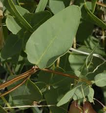 Image result for Triaspis hypericoides