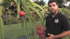 Although it doesn't look like your typical ornamental cactus, it does require dry areas to grow properly just the dragonfruit, just like its name implies, has an exotic, flamboyant appearance. Dragon Fruit Tropical Fruit Growers Of South Florida Youtube