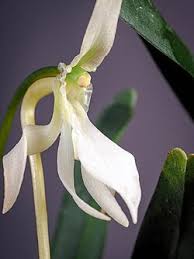 Image result for Jumellea usambarensis