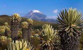 Deportes tolima live score (and video online live stream*), team roster with season schedule and results. Nevado Del Tolima Volcano Trekking And Climbing Tour In Colombia
