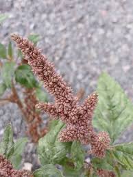 Image result for Amaranthus deflexus