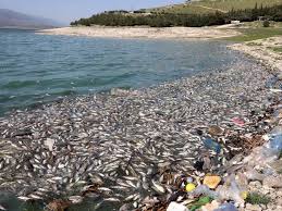 Water pollution - latest news, breaking stories and comment - The  Independent