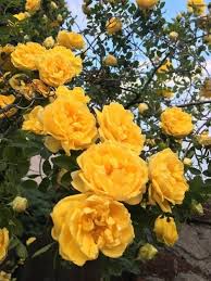 Yellow Aesthetic Roses Rose Flowers Flower Beautiful Nature Pinterest Carriefiter 90s Fashion Street Flower Aesthetic Yellow Aesthetic Aesthetic Roses