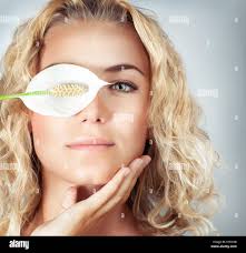 European calla hi-res stock photography and images