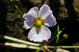 Image result for Alismataceae