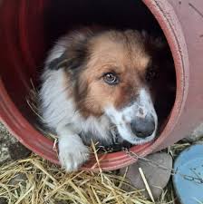 Hundehoffnung Berlin e. V.