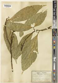 Image result for Glenniea africana