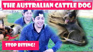 Stop Puppy Biting Now Australian Cattle Dog Blue Heeler Youtube