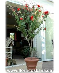 Image result for Calliandra tweedii