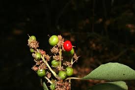 Image result for Scolopia zeyheri