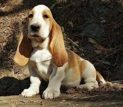 Puppies are mostly white and brown with a touch of black in a few of them.… Basset Hound Puppy Free Pets And Animals For Sale Usa