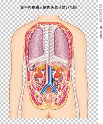 Groups of different tissues make up organs; Rear View Of Human Anatomy Stock Illustration 66397276 Pixta