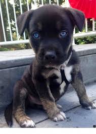 Click On The Link To Find Out More German Shepherd Click The Link For More Info Enjoy The Website Pitbull Puppies Cute Dogs Puppies