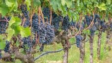 Lagrein - Italian Red Wine Grape Variety | Wine-Searcher