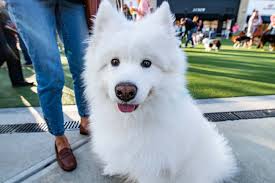 28 reviews of pet place market guy working there was very helpful and quite knowledgable. Pet Friendly Features Marketstreet