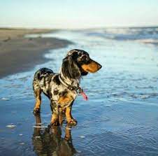 Pin En Dachshunds