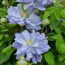 Clematis is an excellent choice for a home garden landscape, or for informal use in containers. Spring Hill Nurseries Diamond Ball Clematis Live Bareroot Plant Blue Flowering Perennial Vine 1 Pack 71232 The Home Depot Clematis Bulb Flowers Clematis Flower