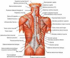 This is a diagram of the larger and more surface muscles of the low back. Muscles Of The Back Lower Back Muscles Anatomy Back Muscles Lower Back Muscles