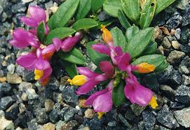 Image result for Polygala ohlendorfiana