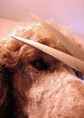How To Trim Your Dog S Face Feet And Tail Diy Dog Grooming Dog Grooming Diy Poodle Grooming Diy Dog Stuff