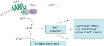 Check spelling or type a new query. Beta 2 Adrenergic Receptor An Overview Sciencedirect Topics