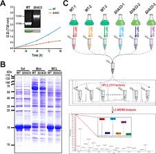 China manufacturer with main products jinan hg machinery co., ltd. Translating Divergent Environmental Stresses Into A Common Proteome Response Through The Histidine Kinase 33 Hik33 In A Model Cyanobacterium Molecular Cellular Proteomics