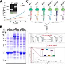 Licheng district , jinan city, shandong province, china. Translating Divergent Environmental Stresses Into A Common Proteome Response Through The Histidine Kinase 33 Hik33 In A Model Cyanobacterium Molecular Cellular Proteomics