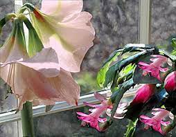 As cacti are able to store moisture longer than most plants, you only need to water them now and the dracaenas are palm like plants with green and spiky leaves. Amaryllis And Christmas Cactus Coaxing Repeat Performances Growing A Greener World