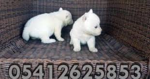 Sibirya Kurdu Yavru Fiyatlari Husky Sibirya Kurdu Kopek