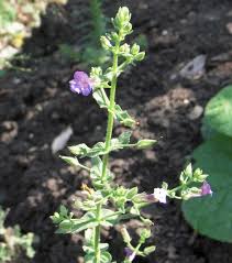 Image result for Stemodia serrata