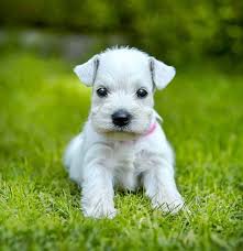 Black And White Mini Schnauzer Puppies Cute White Miniature Schnauzer On Butterfly Patrol American Bulldog Puppies Really Cute Puppies Miniature Schnauzer Puppies