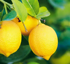 Les Questions Que Vous Vous Posez Sur La Culture D Un Citronnier