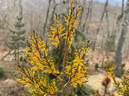 Image result for Hetaeria occidentalis