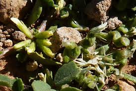 Image result for Trigonella anguina