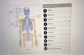 Lessons on the bone markings of the ribs and sternum. Solved Drag And Drop 1 Ribs 2 Sternum 3 Sacrum 4 Thorax 5 Chegg Com