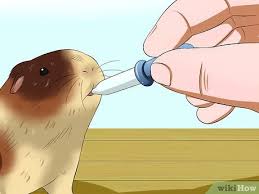 Search oxbow vitamin c guinea pig. 3 Ways To Feed Guinea Pigs Vitamin C Wikihow